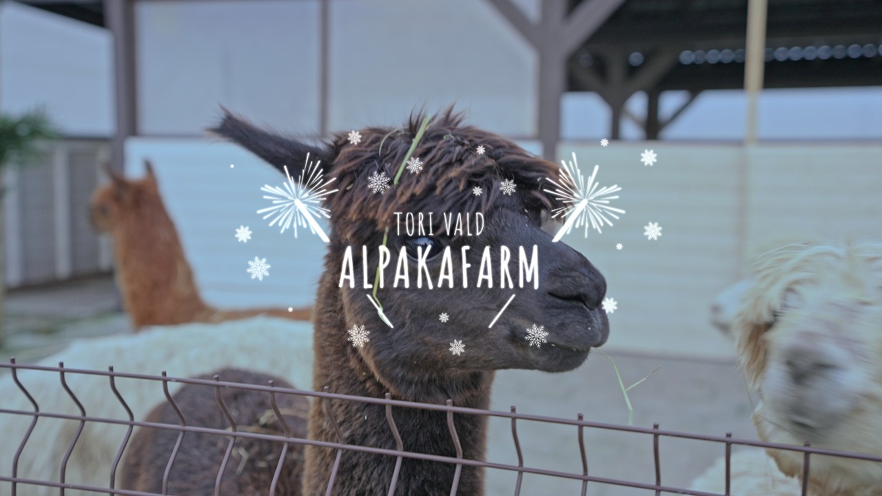 Talvine Eesti - Alpakafarm #3
