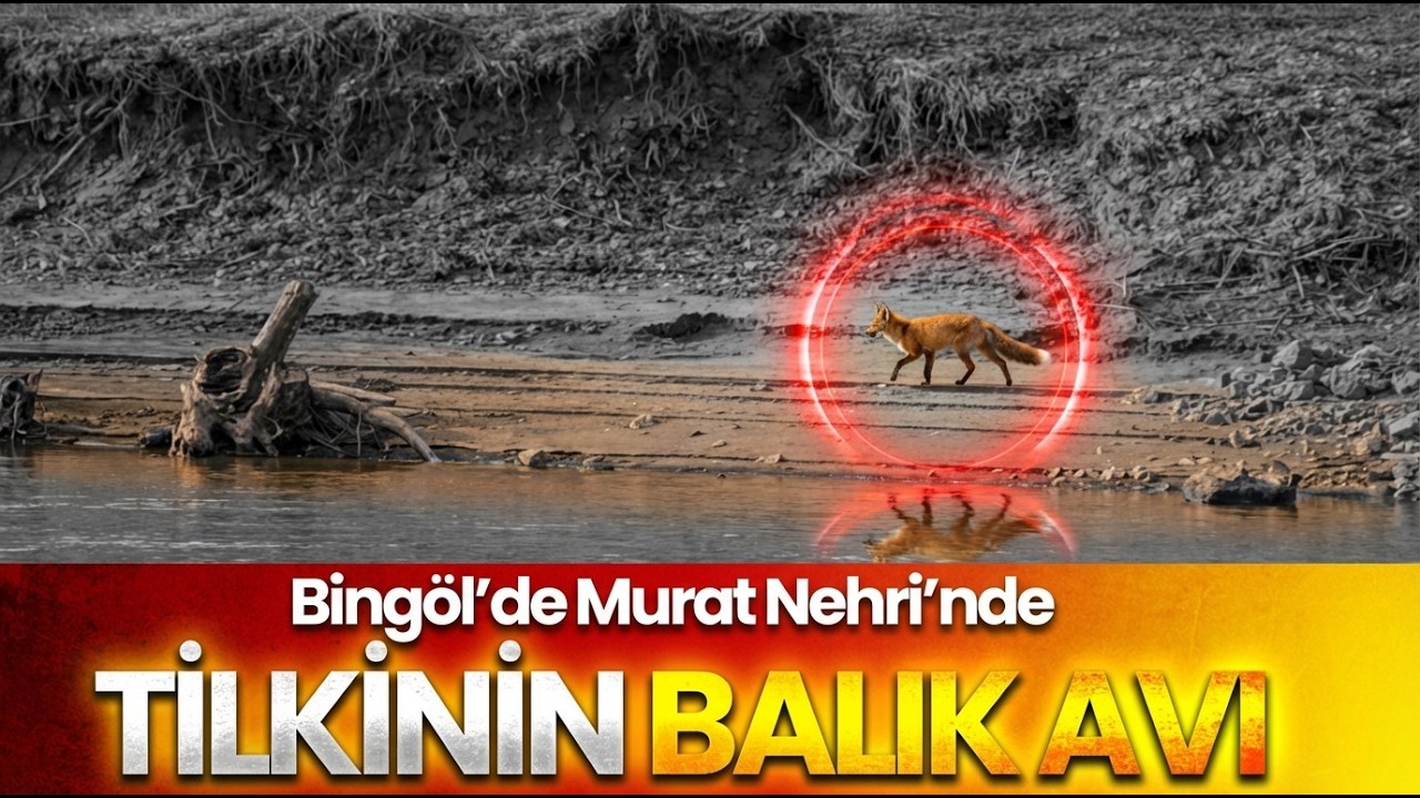 Murat Nehri’nde Doğal Yaşam Kamerada: Tilkinin Balık Mesaisi l BİNGÖL GÜNCEL TV
