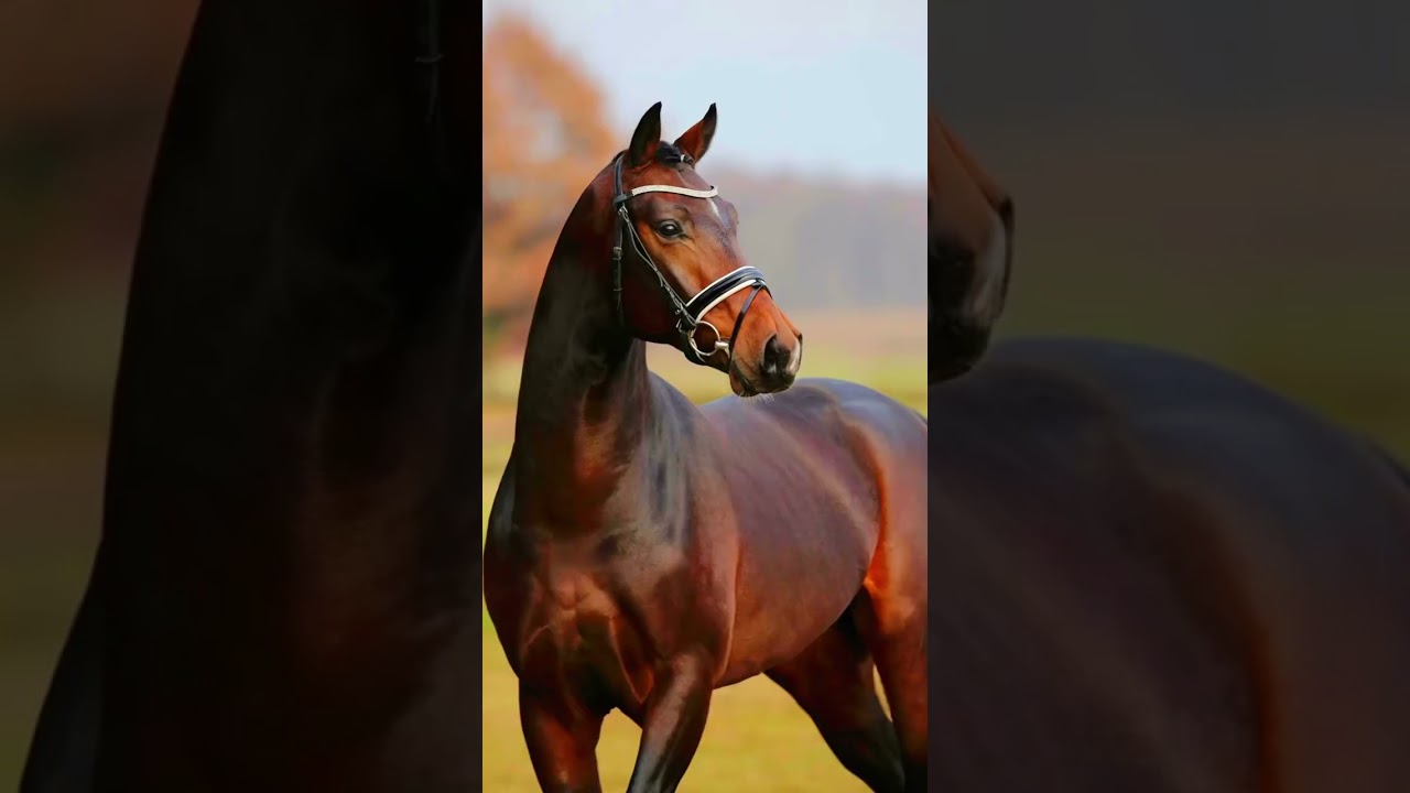 ملاحظات سريريه مقارنة بين الخيل العربيه وخيل الثروبريد بأصابات العظام والامعان 🐴