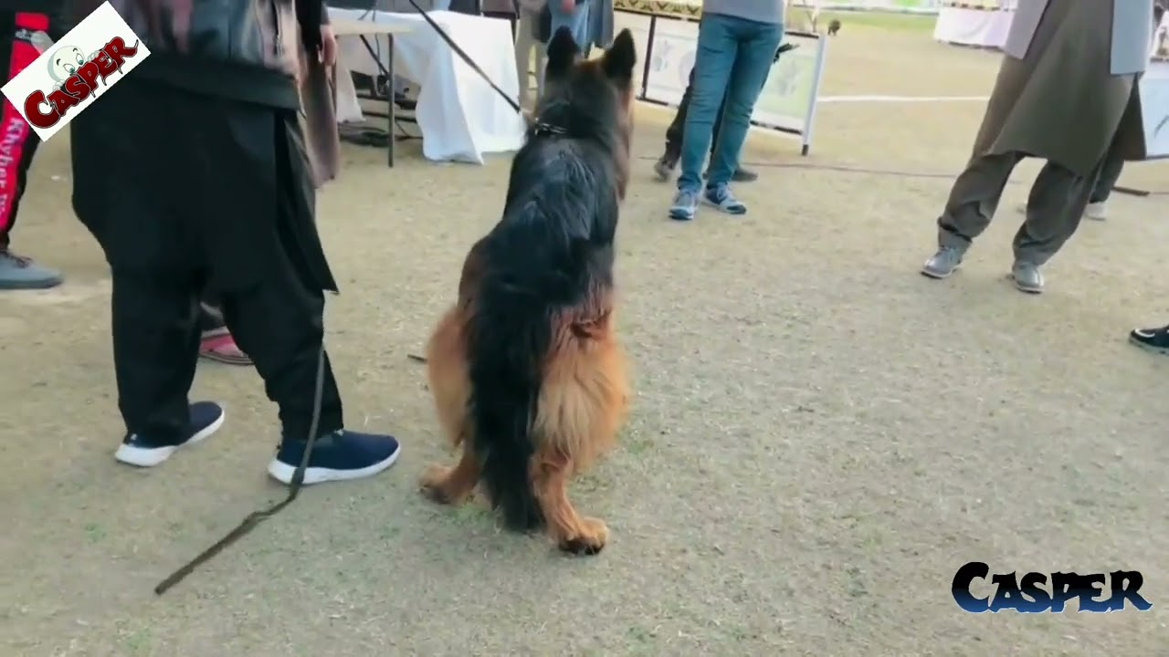PKU Sieger Dog show 20 Feb 2022 Jinnah Park Rawalpindi