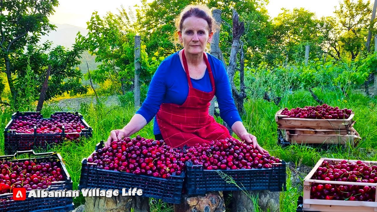 Harvesting Delicious Albanian Fruits for 2 Hours  🍇🍒