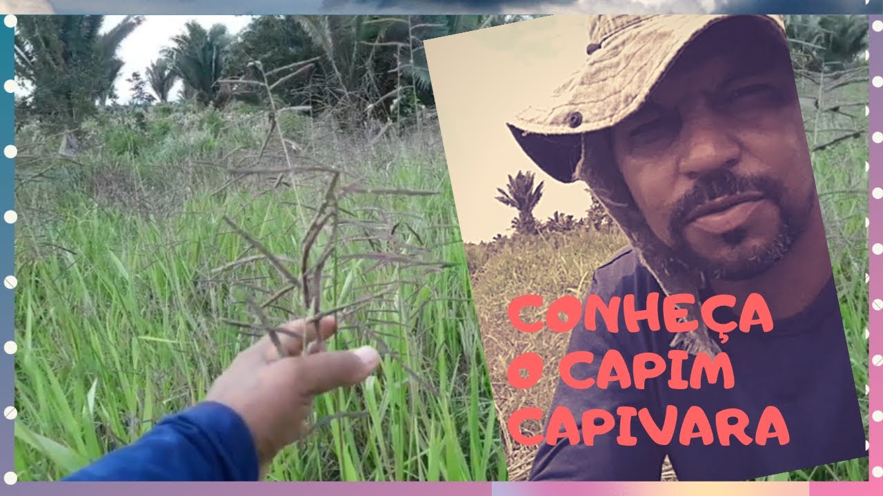 S&oacute; assim, acaba com esses capim nativos, capivara, navalha, tiririca e barba de paca - vida na ro&ccedil;a