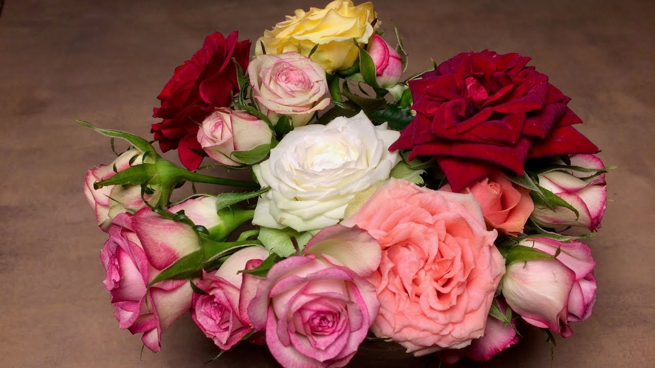 СТАБИЛИЗАЦИЯ СРЕЗАННЫХ🌹РОЗ КОРДАНА.