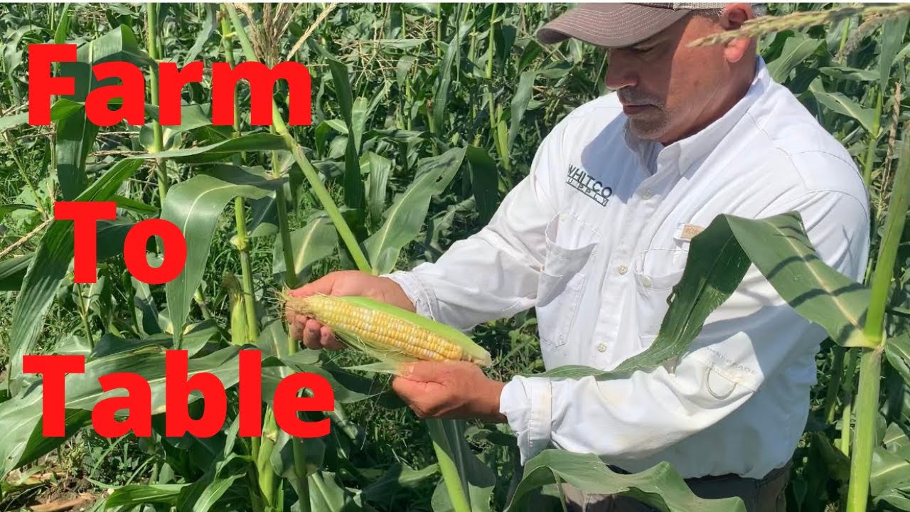 Growing Sweet Corn(Planting,Harvesting,Cooking)