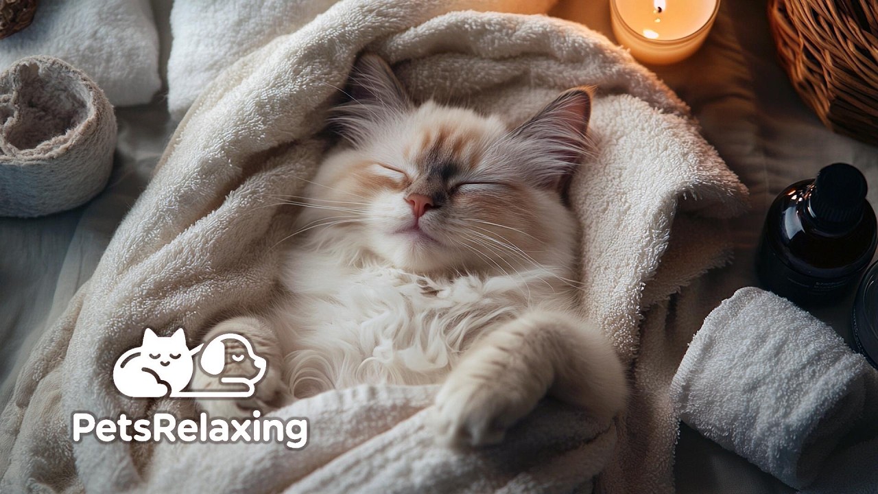 Anti Anxiety Cat Music 🐱 Peaceful Piano Music to Relax & Calm Cats