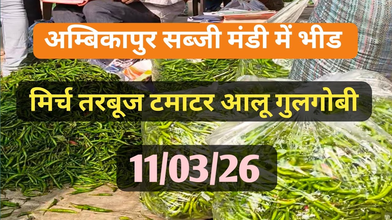 अम्बिकापुर सब्जी मंडी रेट | CG15 | 11/03/26 टमाटर आलू फूलगोभी खीरा तरबूज 