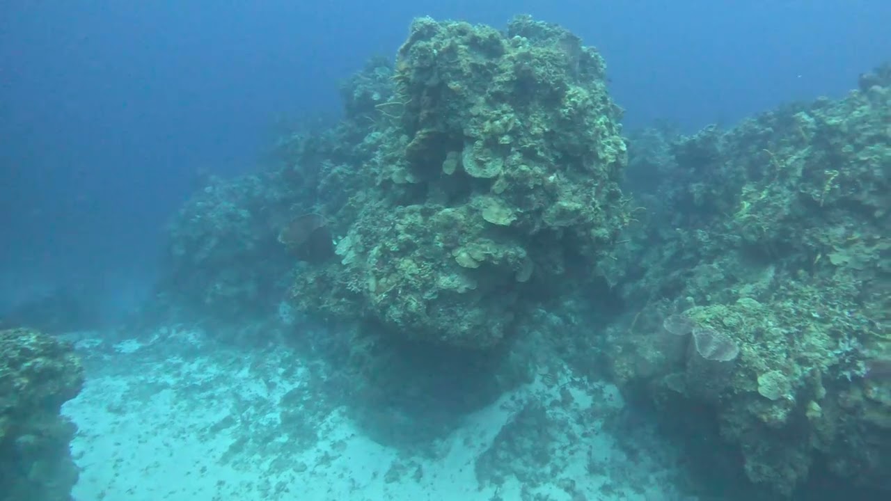 Scuba 2026 Cozumel and Playa
