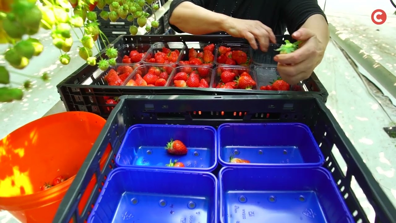 🍓Praca przy zbiorze truskawek w Holandii! - Agencja Pracy Contrain