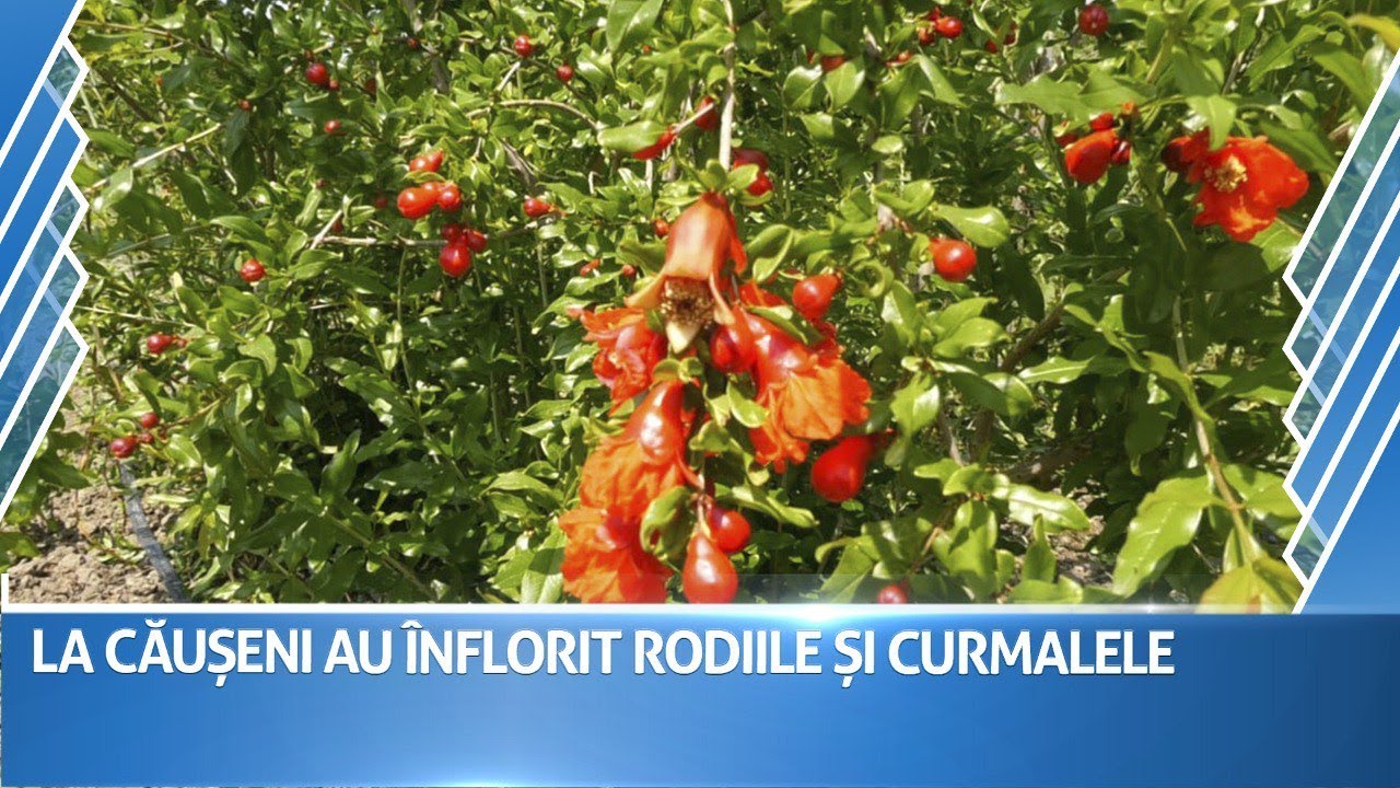 Un bărbat din Căușeni crește în grădina proprie rodii, kiwi, lămâi și curmale