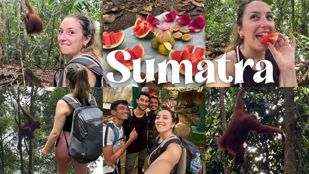 🌴 Recorriendo Indonesia 🌿 Sumatra en 3 días: 🦧 Vemos Orangutanes 🐒 Dormimos en la Jungla ✨ VLOG