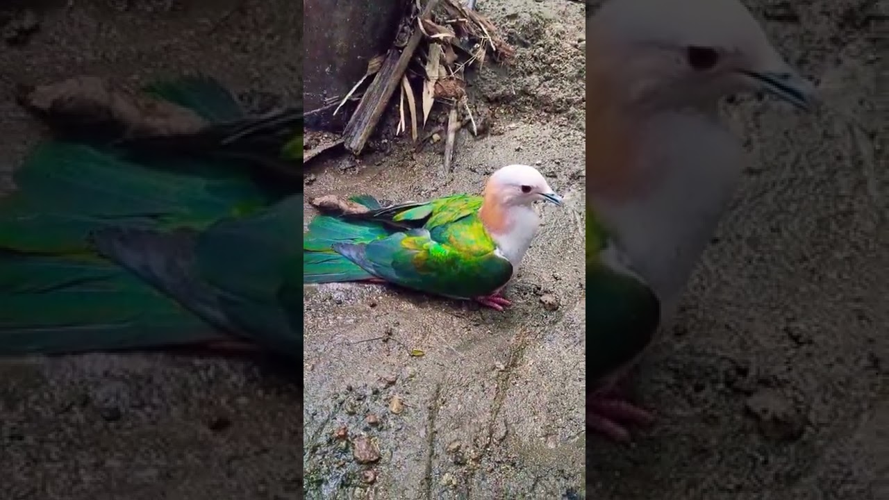 Burung Pergam Hijau #shorts @Camoflase Hunting