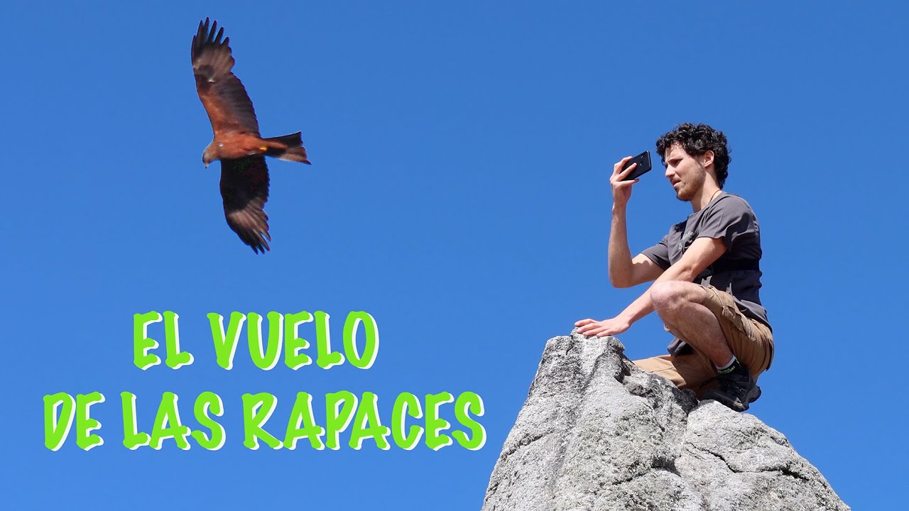 EL VUELO DE LAS RAPACES // MILANO REAL Y MILANO NEGRO