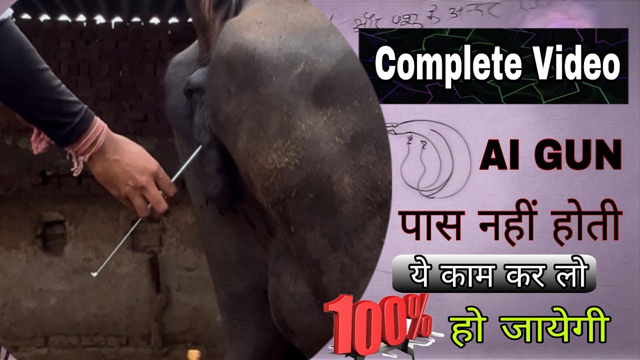 How to do Artificial insemination in cow & Buffalo Step to step Explained ! Vet Care Official 