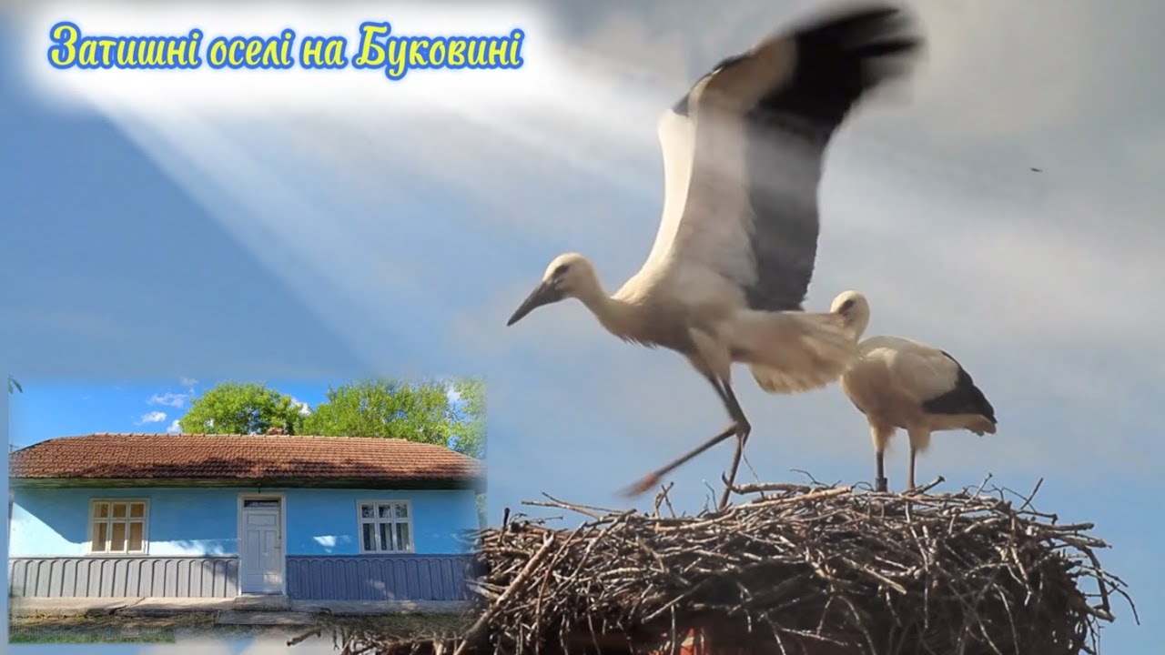 🏠Продаж затишних осель на Буковині #дім,#будинок,#буковина,#Каплівка,#СтарийВовчинець,#Форосна,