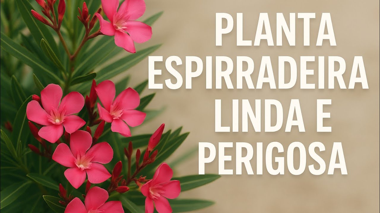Linda e perigosa - Planta Espirradeira ou Oleandro