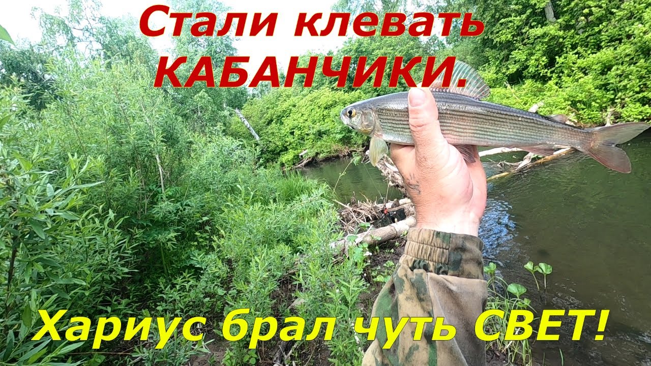 Рыбалка на ТАЕЖНОЙ речке/Ловля ХАРИУСА с Восходом СОЛНЦА/р.Медвежья ДИКАЯ.