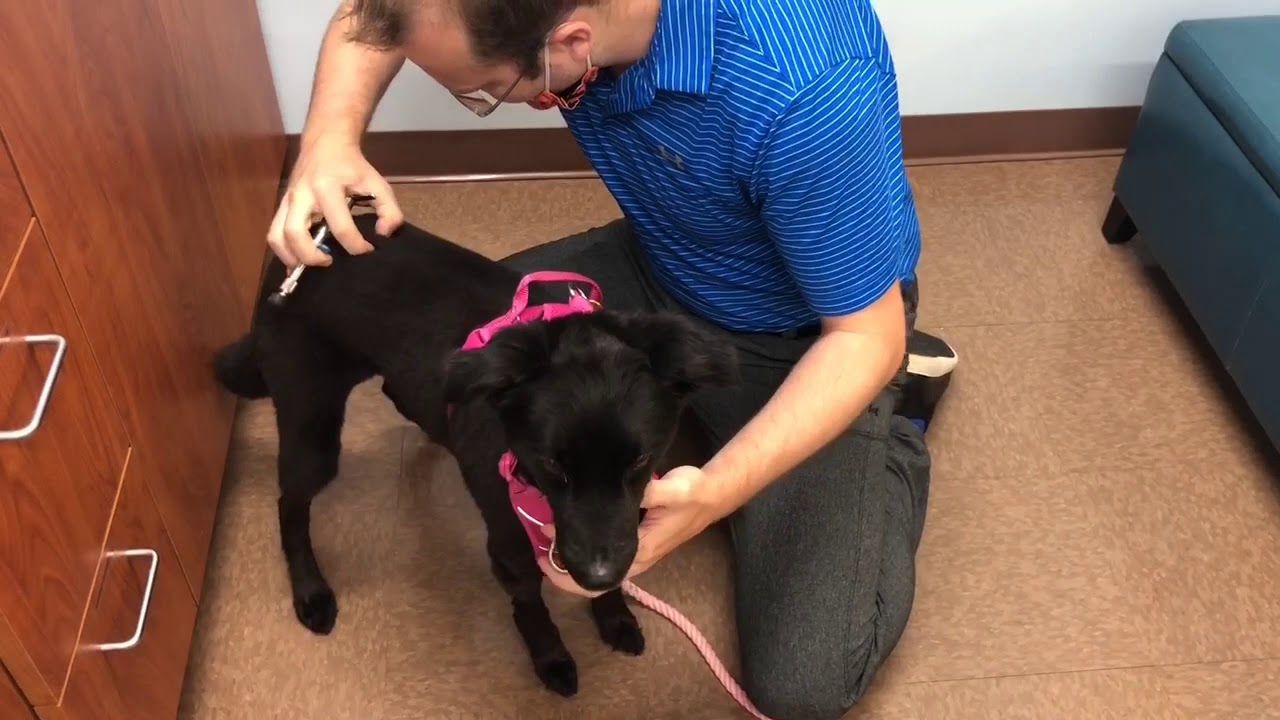 Follow up on Olive: Chiropractic!