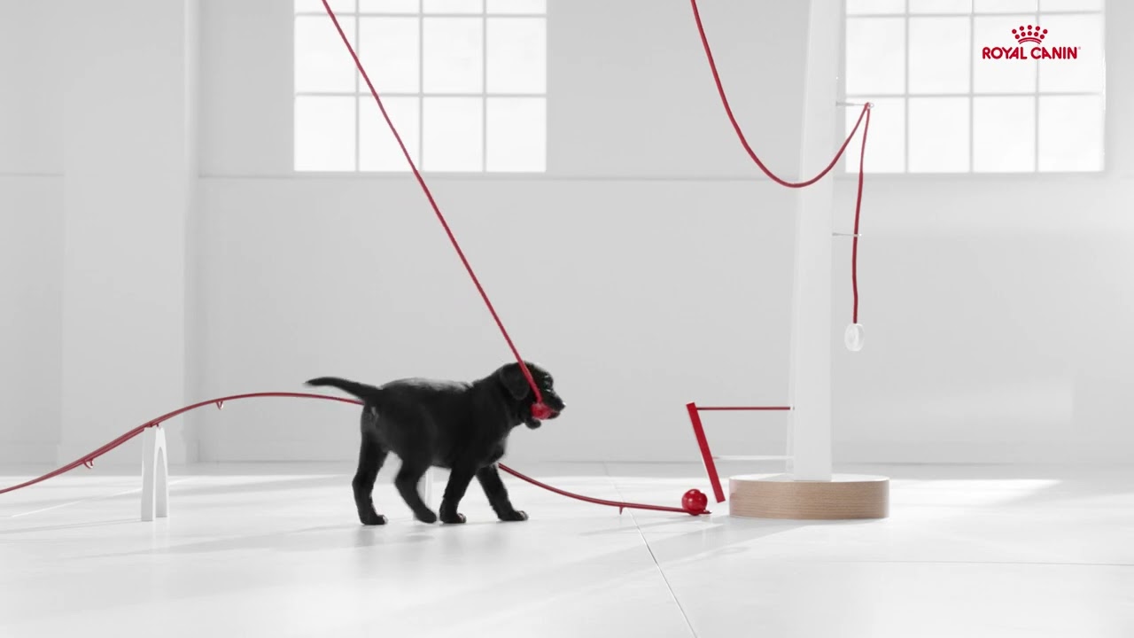 Royal Canin Puppy Growth Program ft. Labrador
