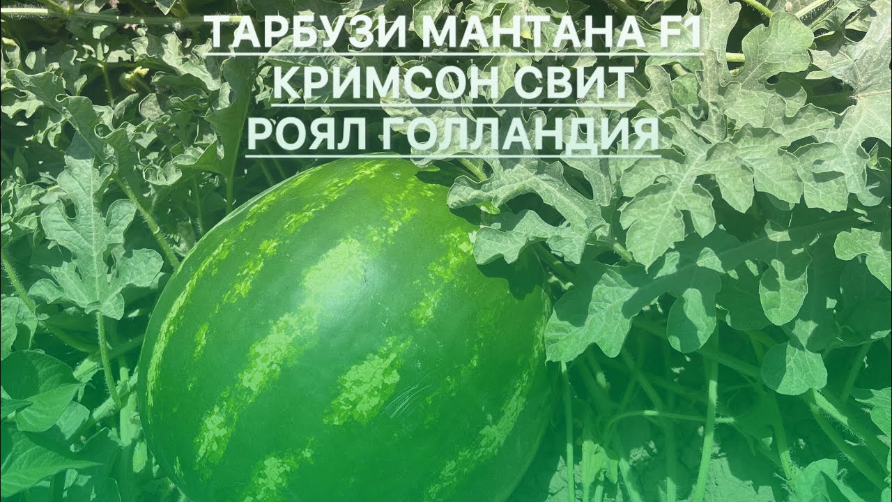 Тарбузи Мантана F1 Роял Шахритуз минтакаи пештара номаш  Карл Маркс