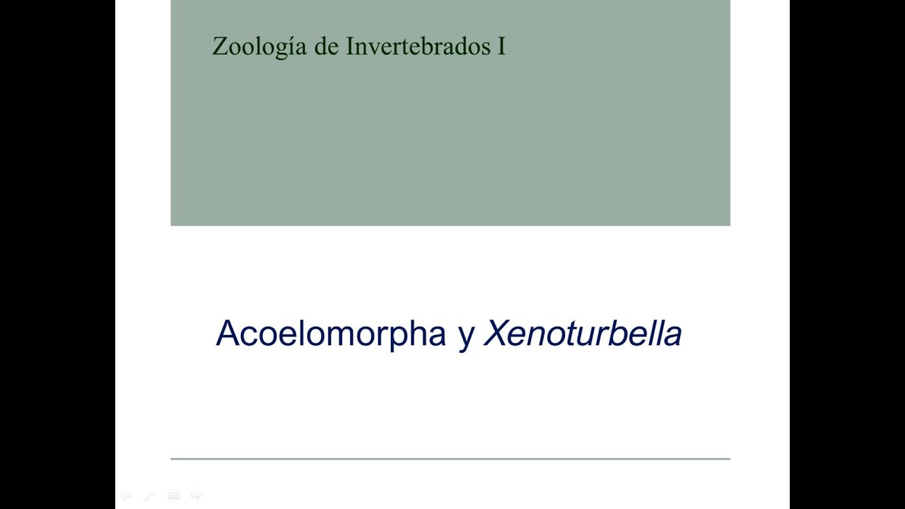 Acoelomorpha y Xenoturbella
