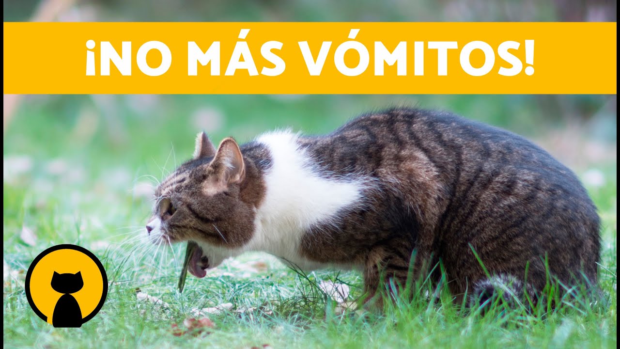 5 REMEDIOS CASEROS para los VÓMITOS en GATOS 🐱✅ (Qué Hacer si mi Gato Vomita)