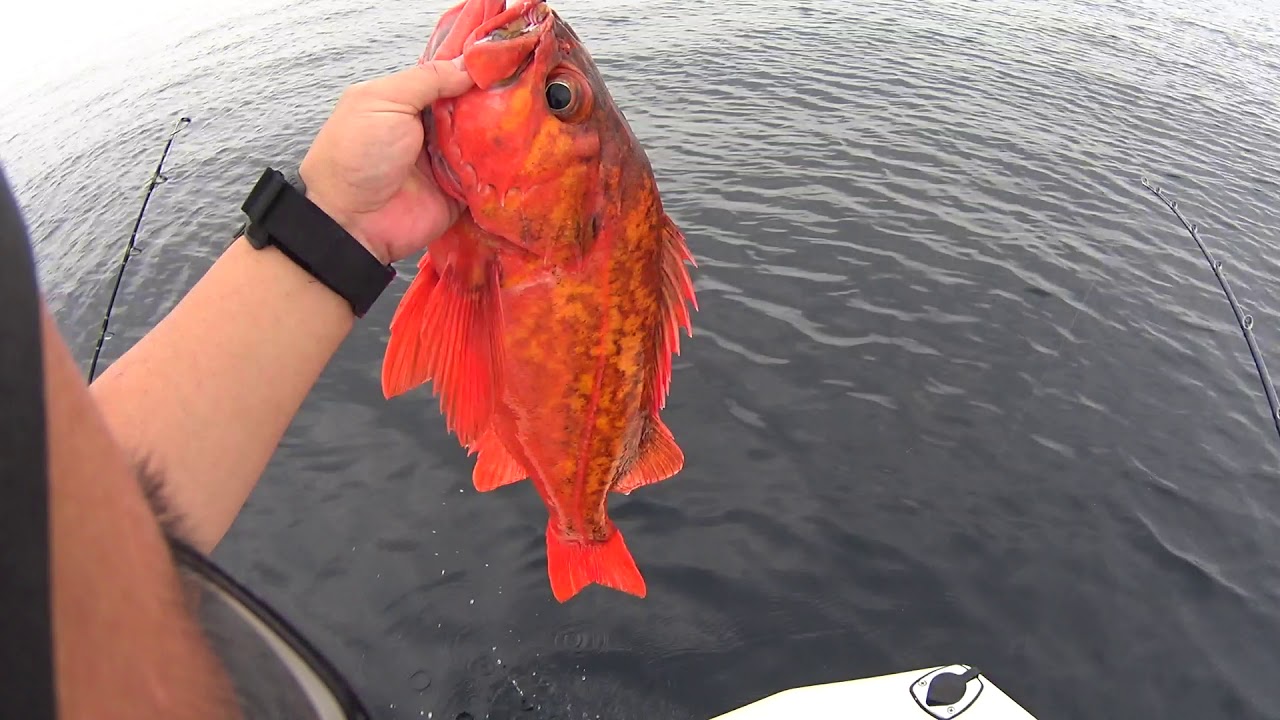 So Cal Reds on Giant Swimbaits and Slow Pitch Sept 2020 Part 1