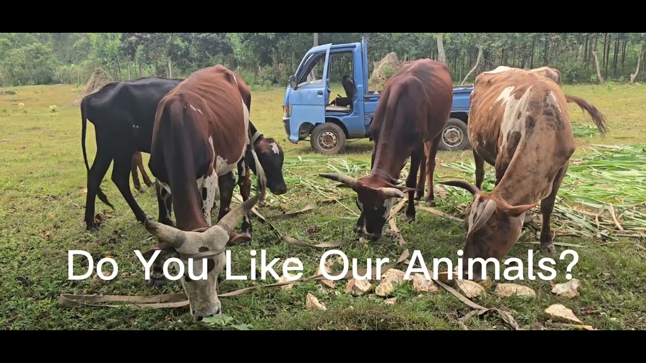 ​Slow Living: Visiting Our Cows On The Island
