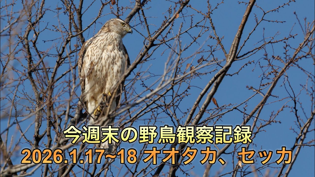 今週末の野鳥観察記録　オオタカ、セッカ、ヒクイナ