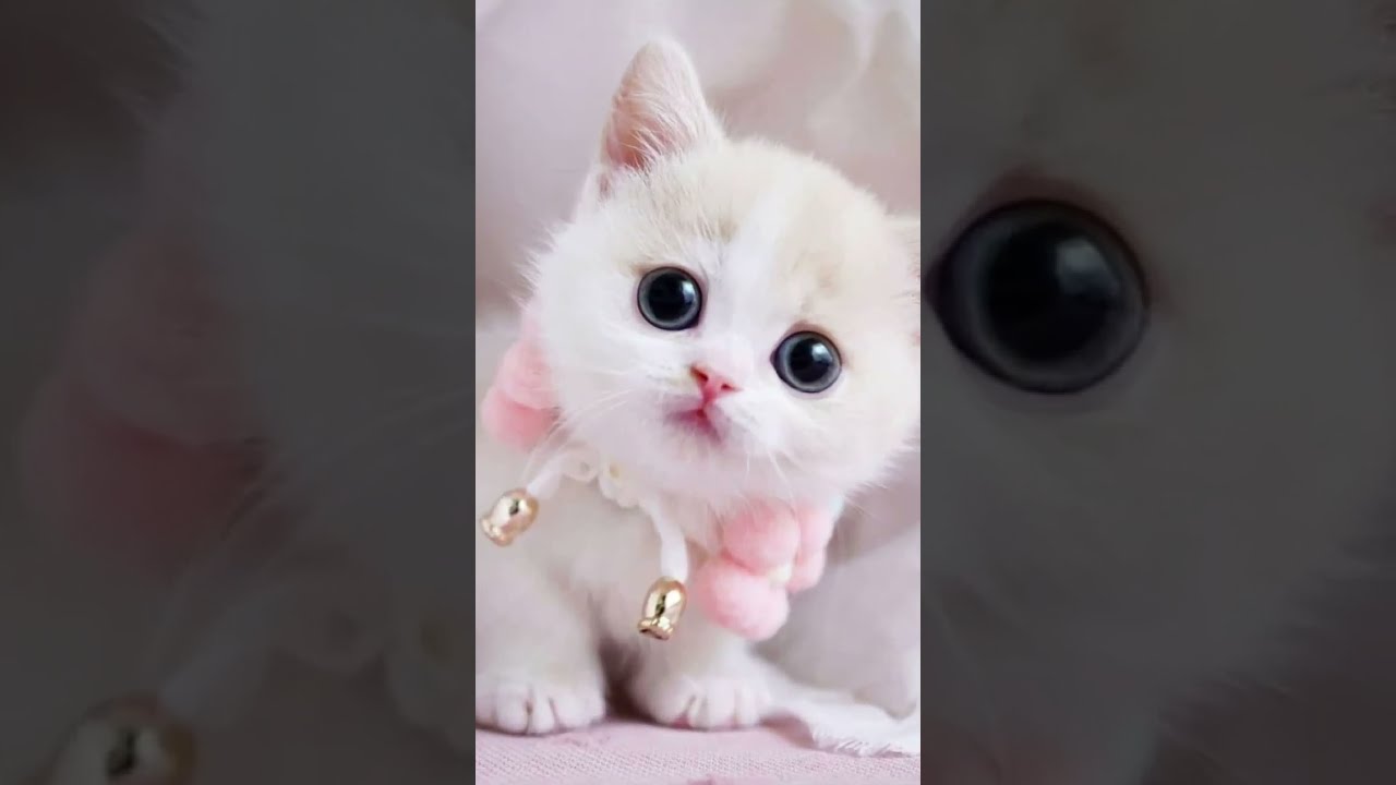 #cats #hdcatwallpapers #catvideos #catlove 😺😸 subscribe channel ✨ comment me 💕
