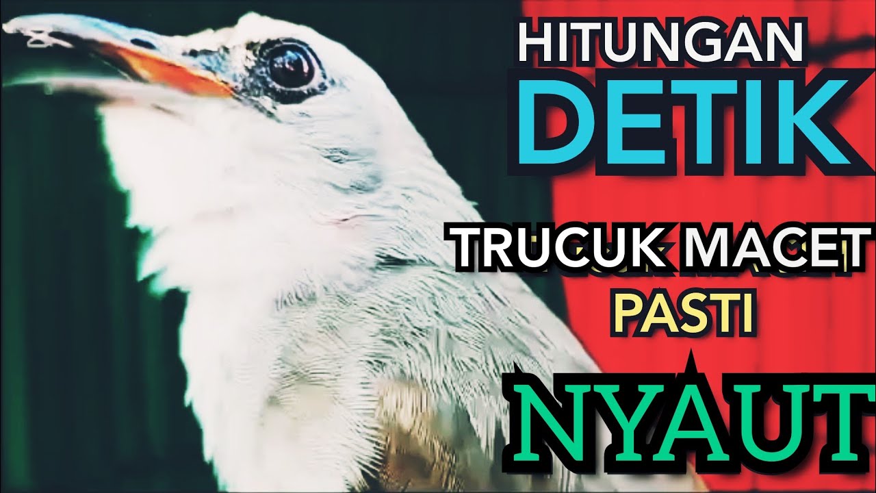 TRUCUKAN BAHAN Trucuk Ombyokan Trucuk PAUT BISU PASTI BUNYI DENGAR SUARA TRUCUK GACOR NGALAS INI ‼️