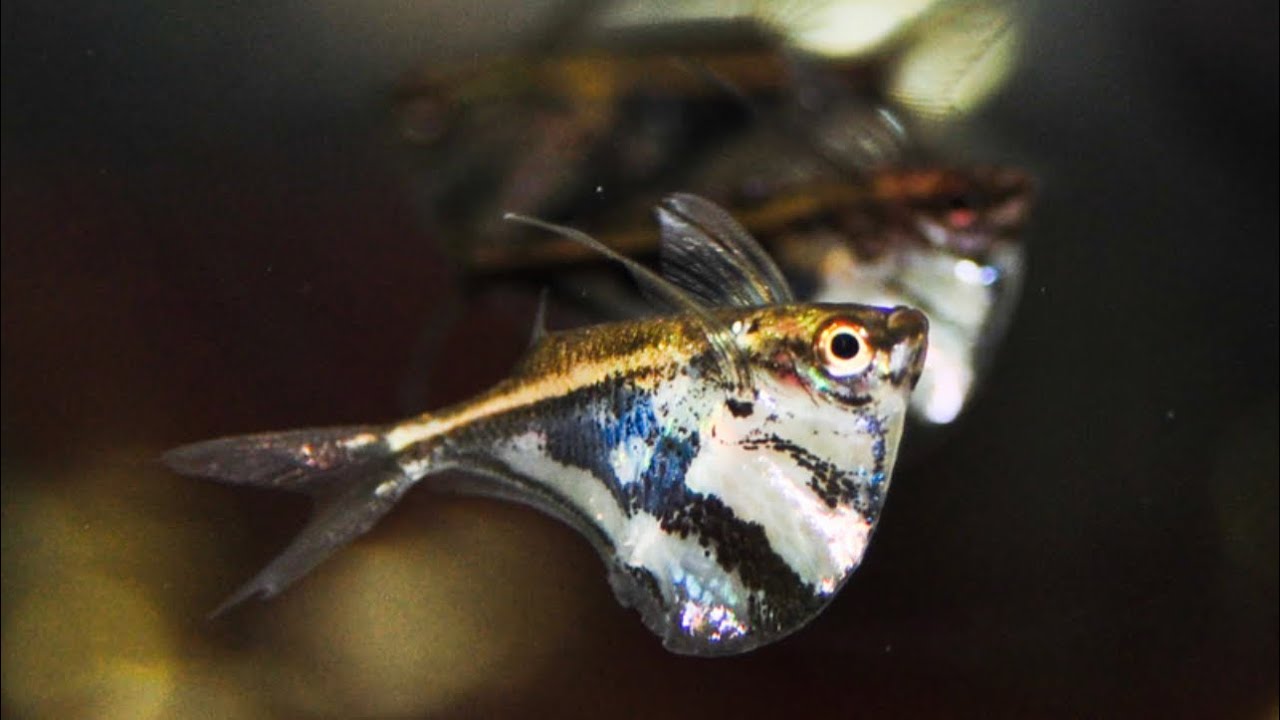 How To Properly take care of your HATCHET FISH!