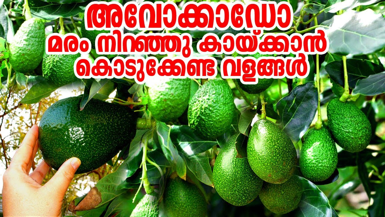 അവോക്കാഡോ മരം കുലകുത്തി നിറയെ കായ്ക്കാൻ/Avocado Krishi Malayalam/Avocado Cultivation/Avocado Fruit