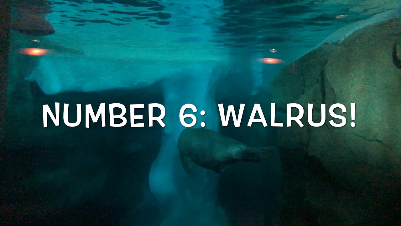 The Top Ten Animals to See at Sea World!