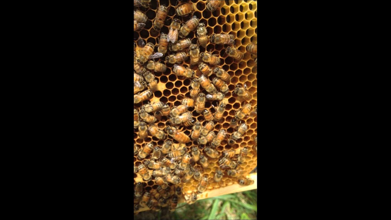 Honey Bee Queen Mother