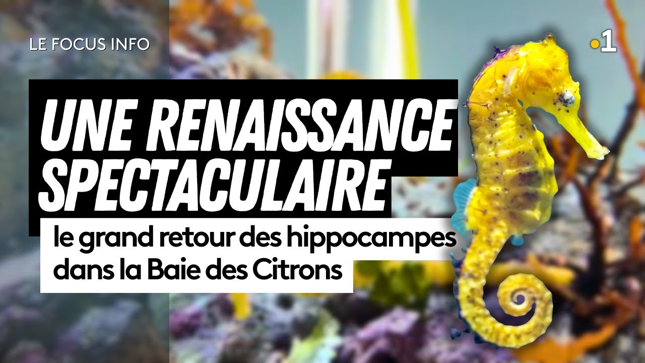 Le retour spectaculaire des hippocampes à la Baie des Citrons