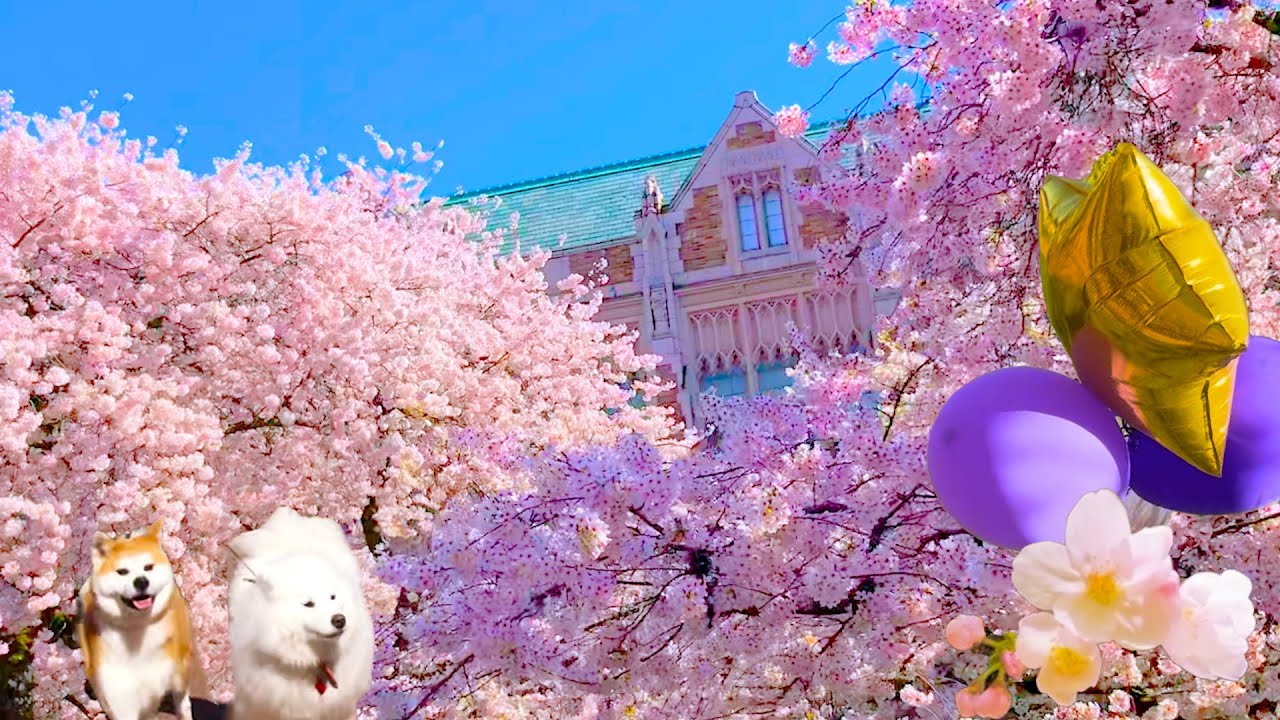 Cherry Blossom at UW in Seattle 2024