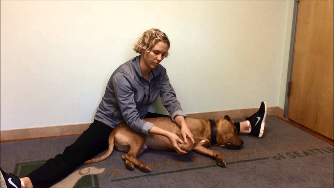 Passive Range of Motion  Front Leg