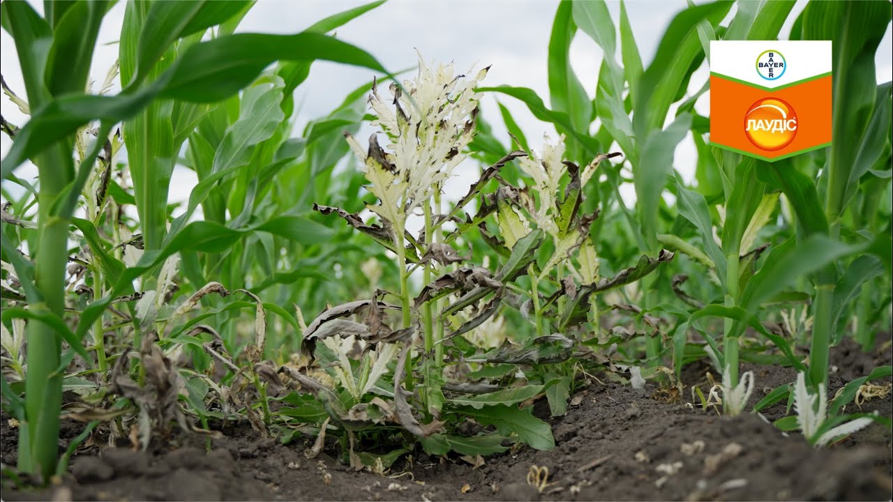 Демонстрація ефективної дії Лаудіс® у посіві кукурудзи