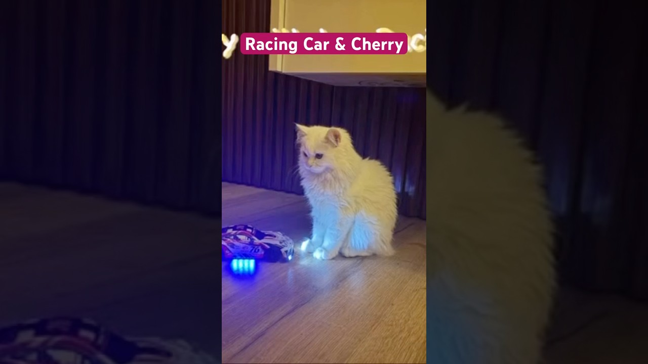 Cherry loves Racing Car 
