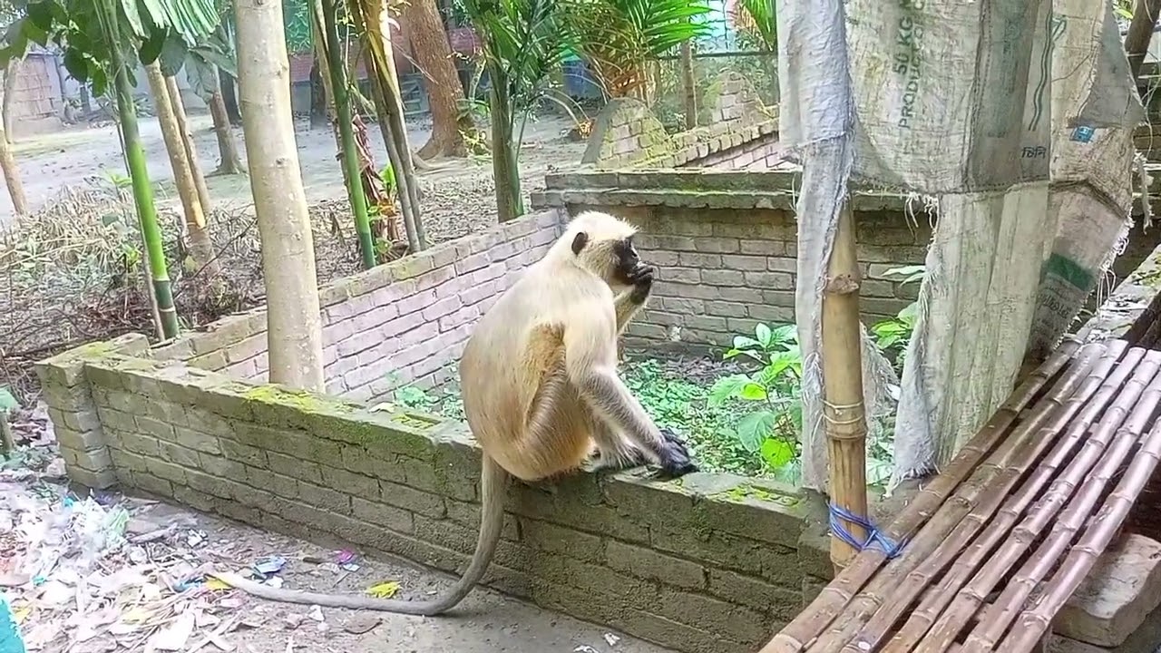আজ সকালে গ্রামে এসেছে হনুমান | অবিশ্বাস্য মুহূর্ত 😱 | Village Hanuman Video