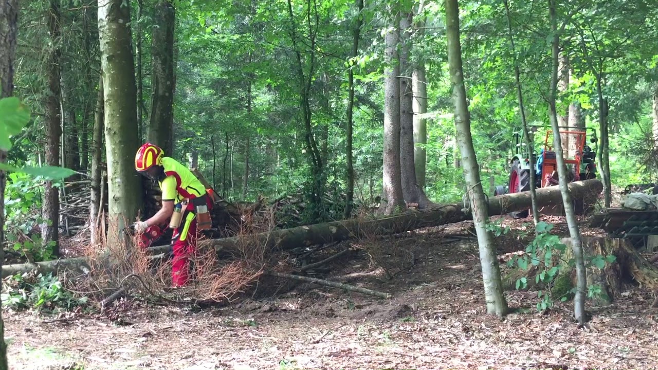 Fichte ablängen mit Dolmar PS 5105