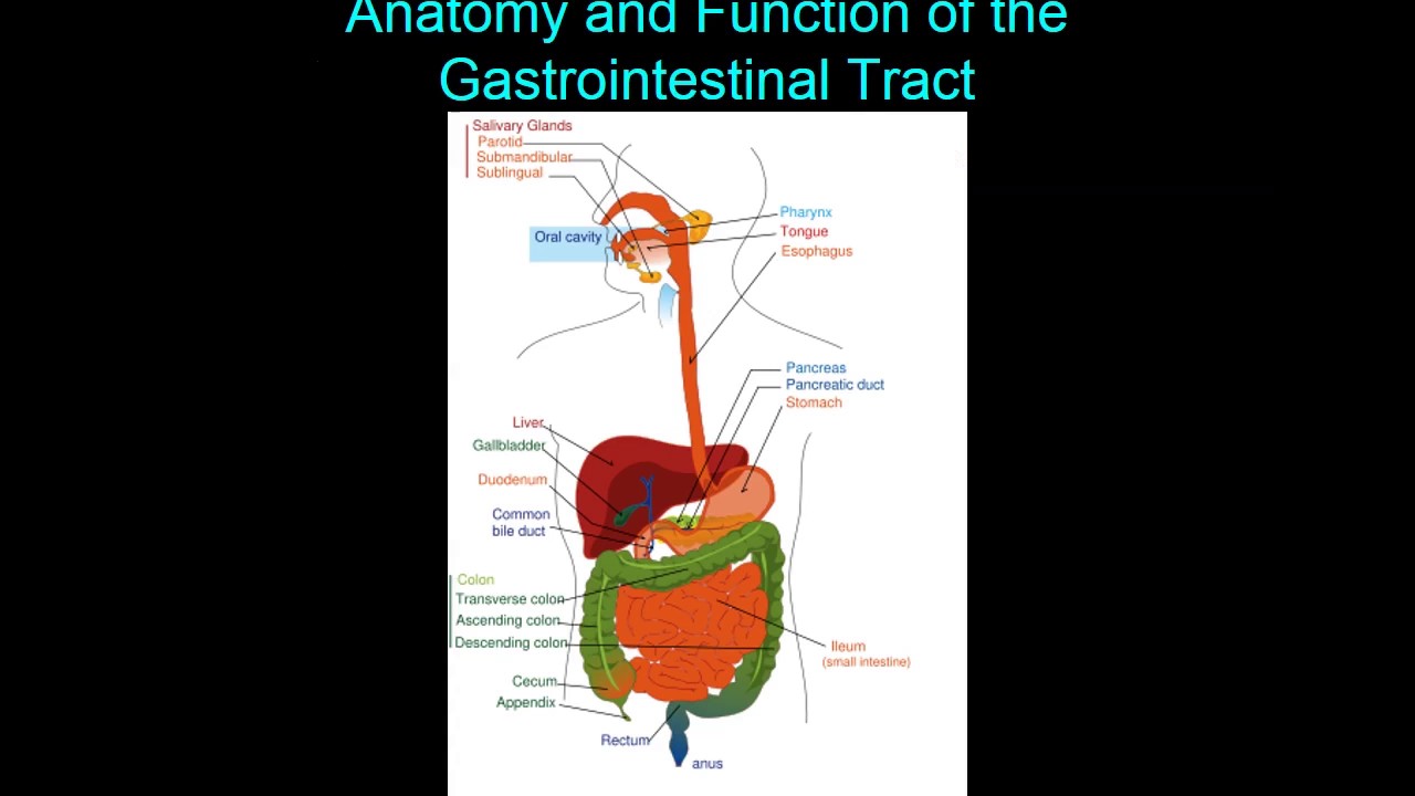 Managing Gastrointestinal (GI) Issues