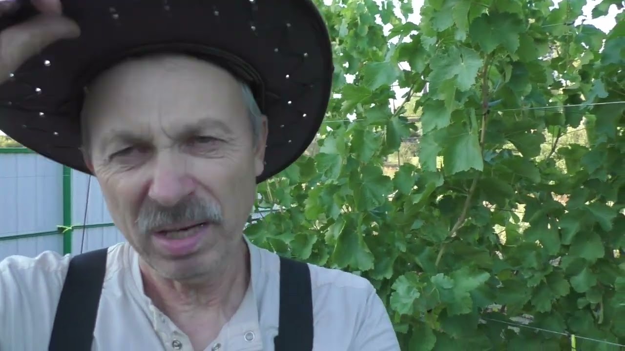 Виноград новинка  к ш Солодкий світ
