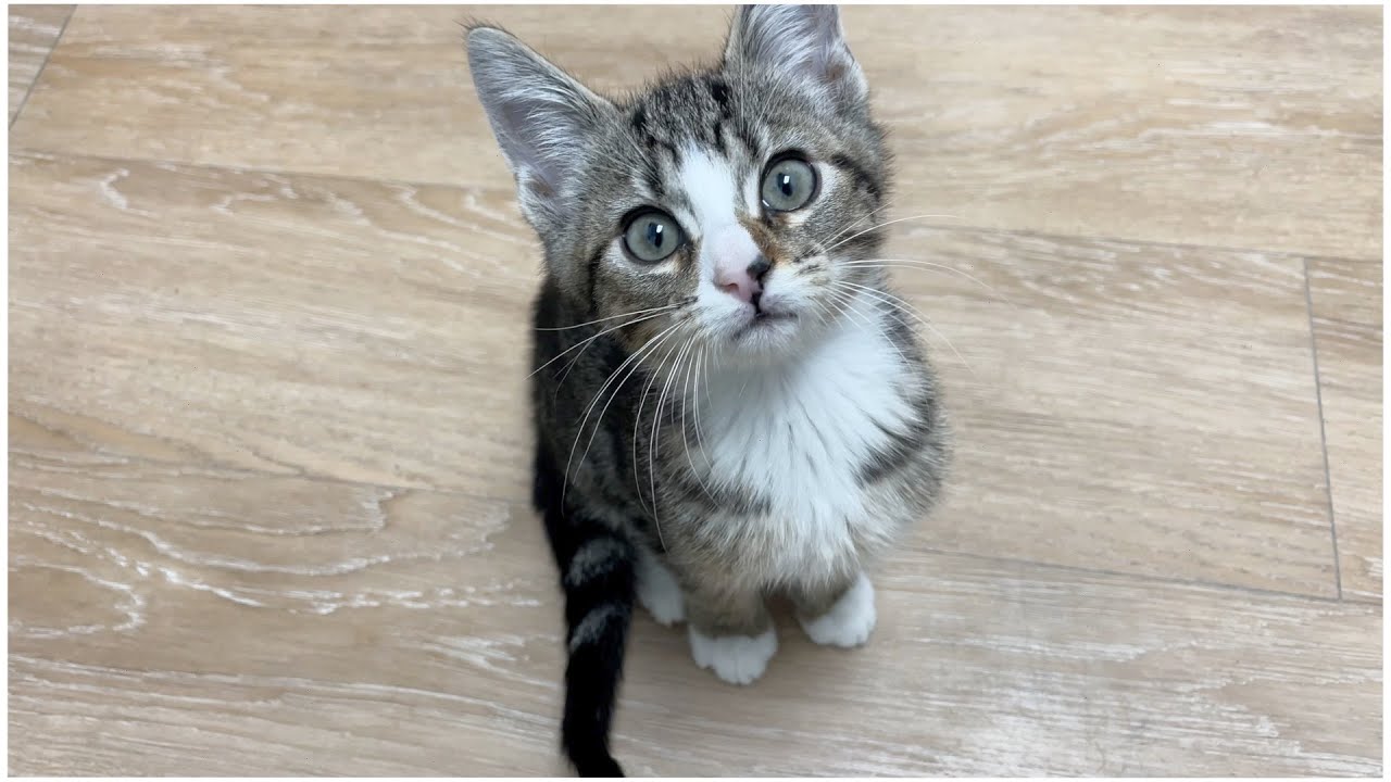 WORST Mistakes That Cat Parents Make!