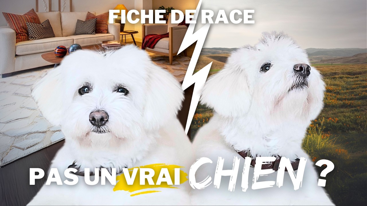 LE COTON DE TULÉAR - FICHE DE RACE