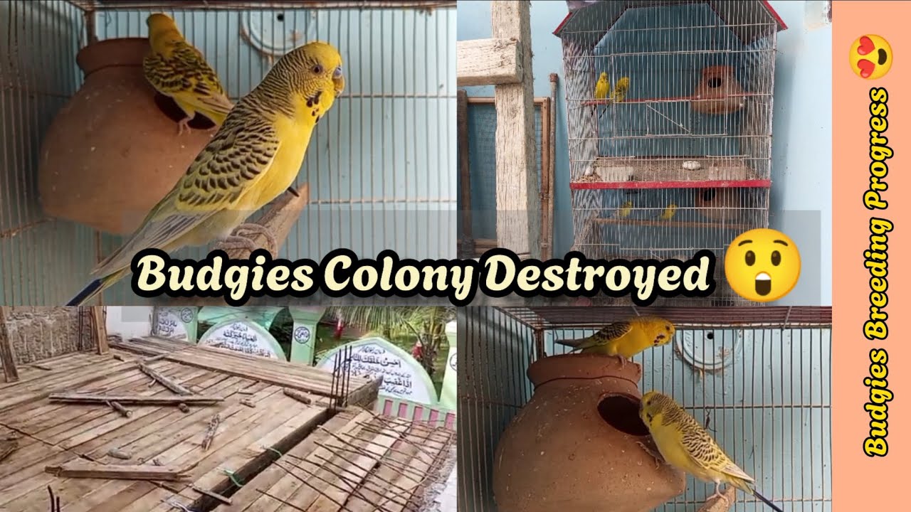 House Construction in progress| Budgies pairs are ready to breed in monsoon| Parrots breeding tips