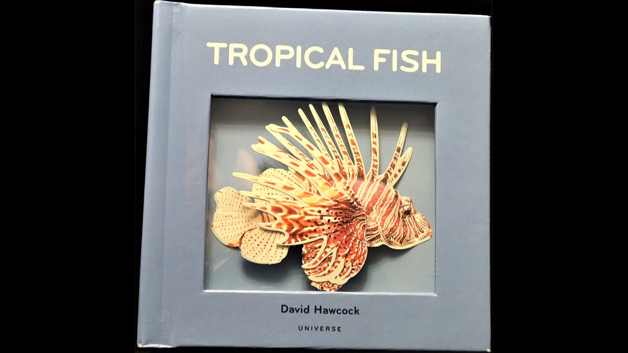 POP-UP BOOK 4K: David Hawcock - Tropical Fish