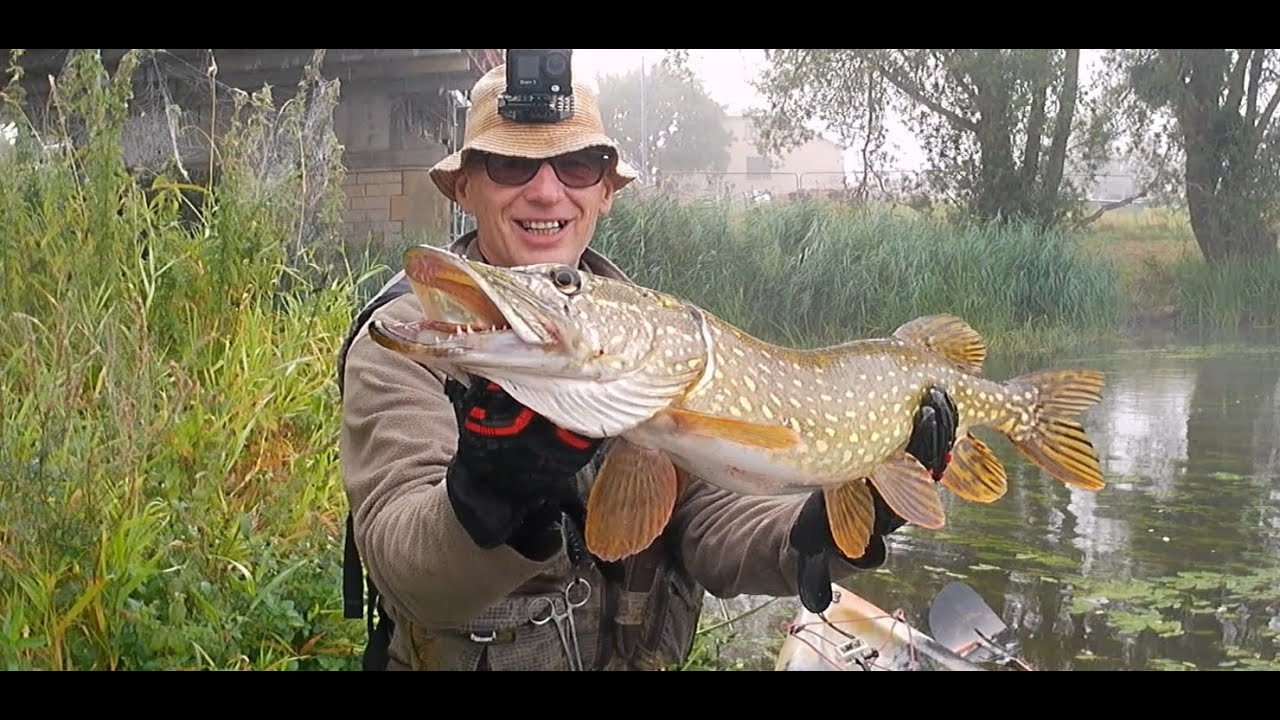 Brochet dans la brume