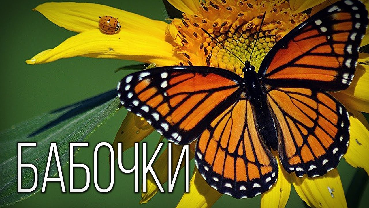 Бабочки: Вдохновение Природы | Интересные факты про бабочек