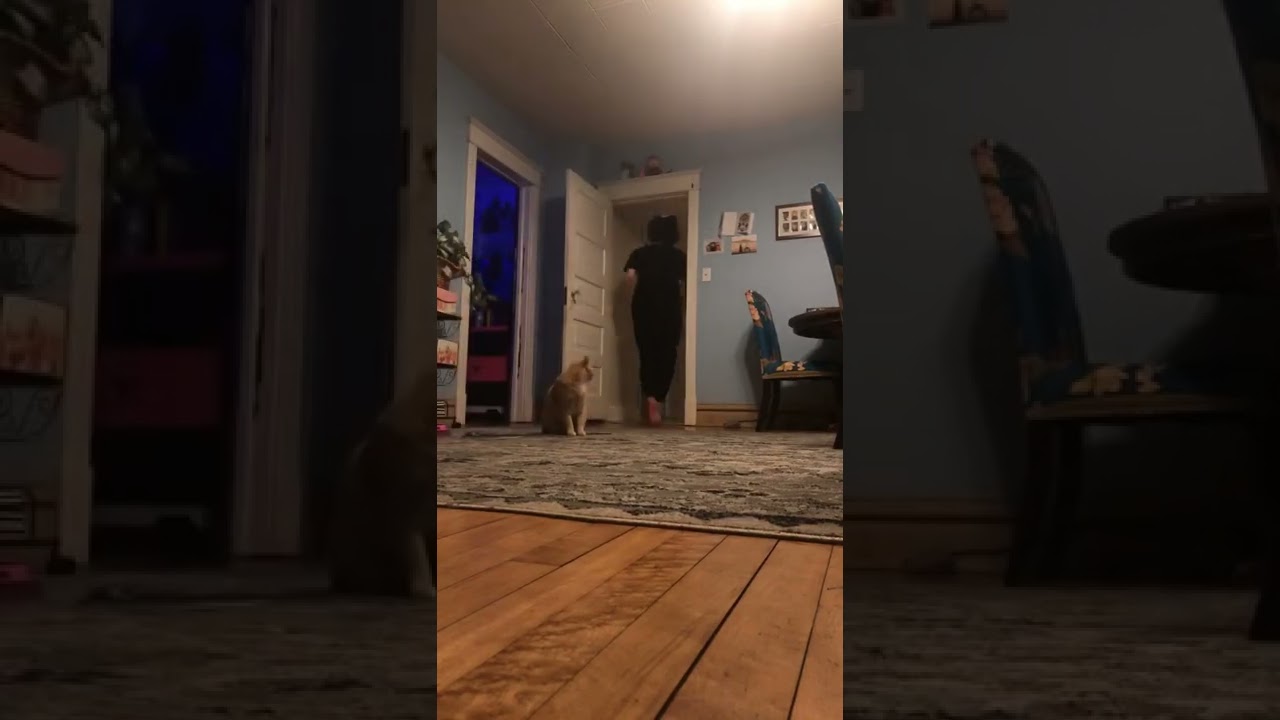 Jumping Over Fat Cat
